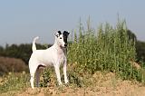 FOX TERRIER POIL LISSE 129